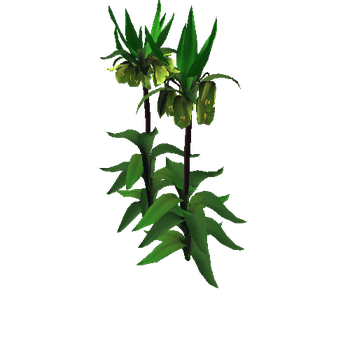 Fritillaria Crown Imperial5_1